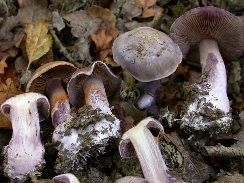 Cortinarius sp.